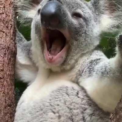 Koala's fur is actually pretty awesome. They have the most effective insulating back fur of any marsupial and is highly resilient to wind and rain, while the belly fur can reflect solar radiation. Also, the fur on the rump is densely packed to provide 'cu