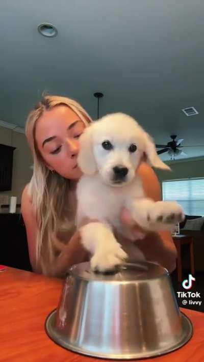 Her new puppy playing the drums