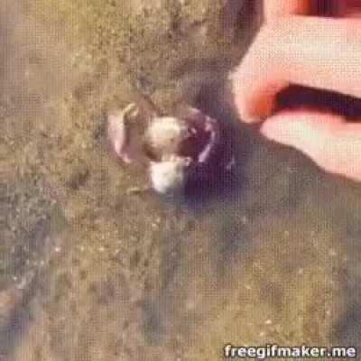 Crab protects another Crab from dangerous human