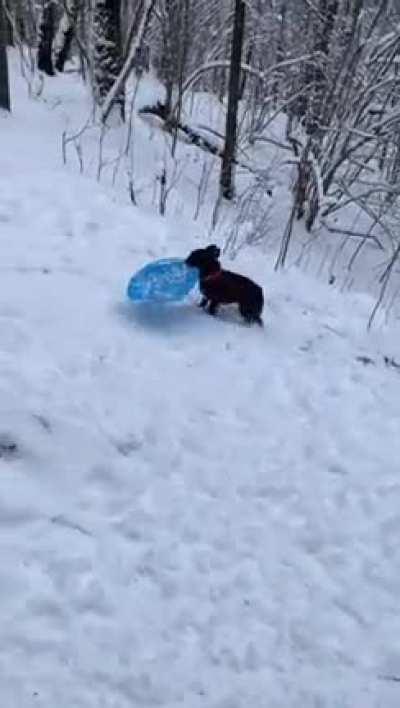 Smart dog takes itself sledding in snow