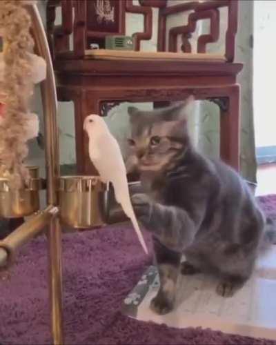 A cat gently pets a bird