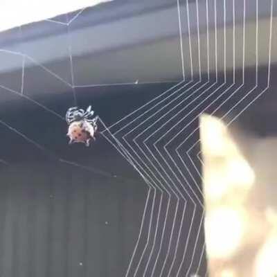 Spider Spinning Its Web .