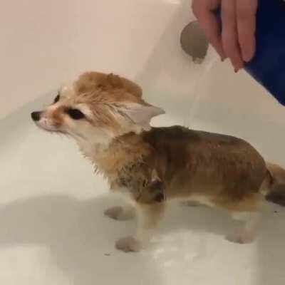 Rub a dub dub check out this cute fox in a tub!