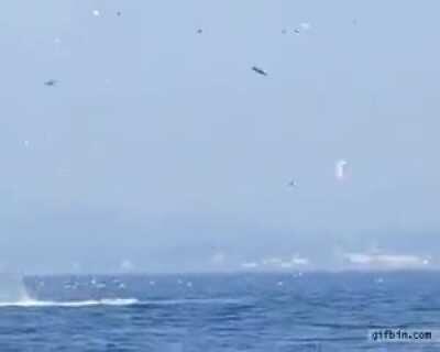 🔥 orca tossing a seal mid ocean.