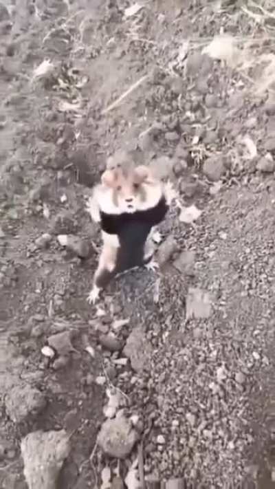 Hamsters cute fighting stance