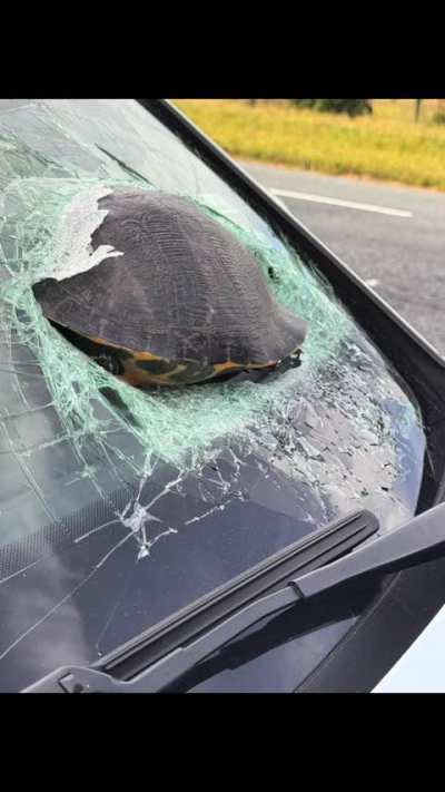 A turtle hit this car's windshield 