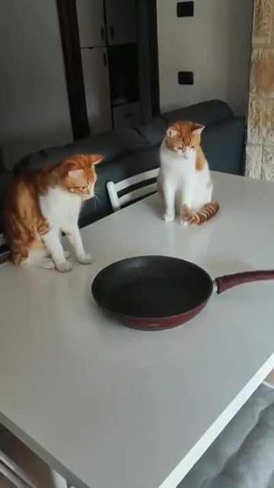 Cats are playing with the pan