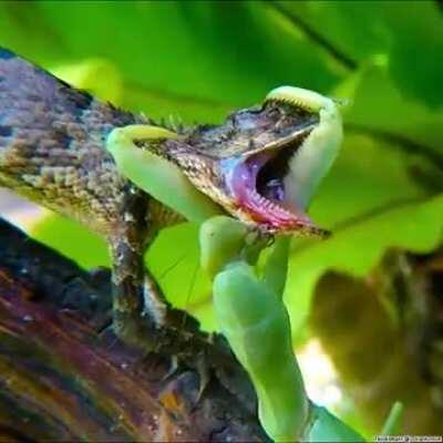 Praying Mantis attacks a lizard 🦎