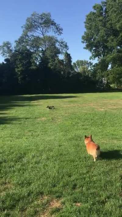 Have you ever seen a corgi run full speed at a ball? Now you have!