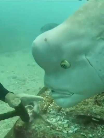 🔥 encounter between a diver and humphead wrasse