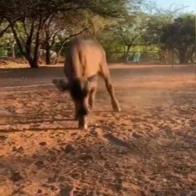 Baby buffalo zoomies