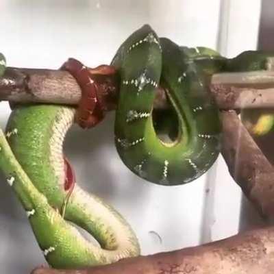 🔥 An Emerald Tree Boa giving birth. They are Ovoviviparous - the egg stays inside the mother after fertilisation; unlike Viviparous snakes where there are no eggs, just live births after gestation. Egg-laying snakes are Oviparous.