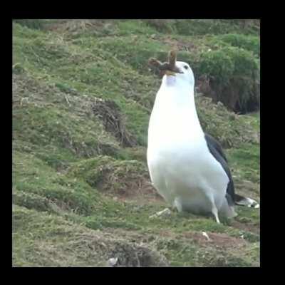 A seagull eating an entire rabbit