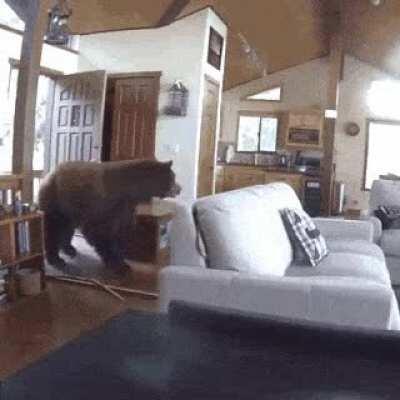 🔥 Bear goes where bear wants