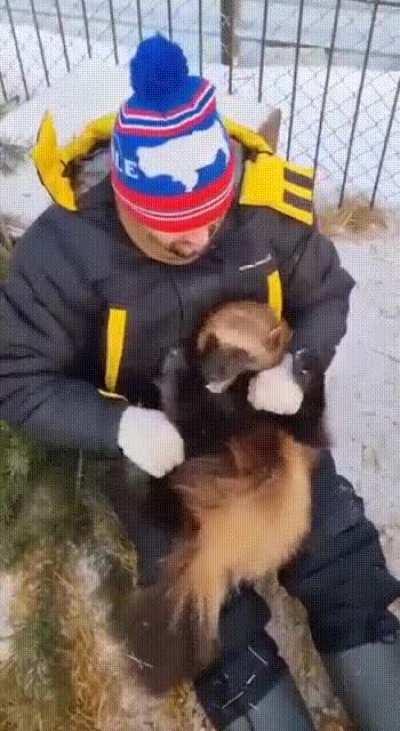 Very friendly Wolverine, came to play with the man