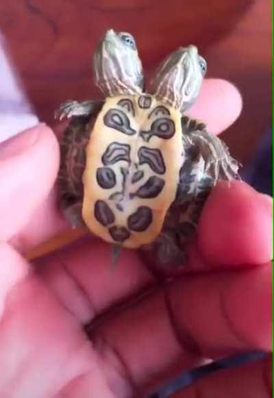 Rare Two Headed Turtle