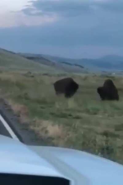 The force of this Bison