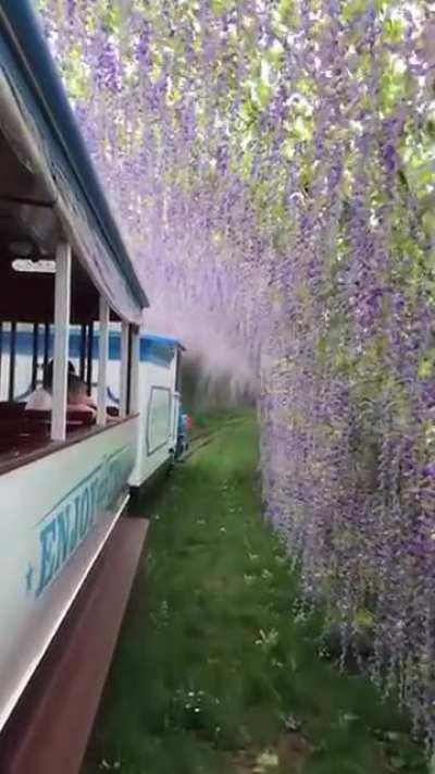 Train ride through tunnel of flowers. OP: u/qyyg