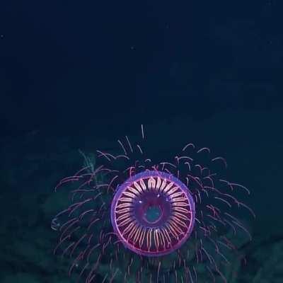 Scientists aboard the Nautilus Exploration Vehicle discovered a a very rare and unique jellyfish, Halitrephes maasi, generating a magnificent fireworks-like show at a depth of 4,000 feet in the water off the coast of Baia California, Mexico!