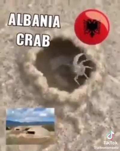 Yuo see cigane, analbanian crab is stronk like our economy and build bunkers