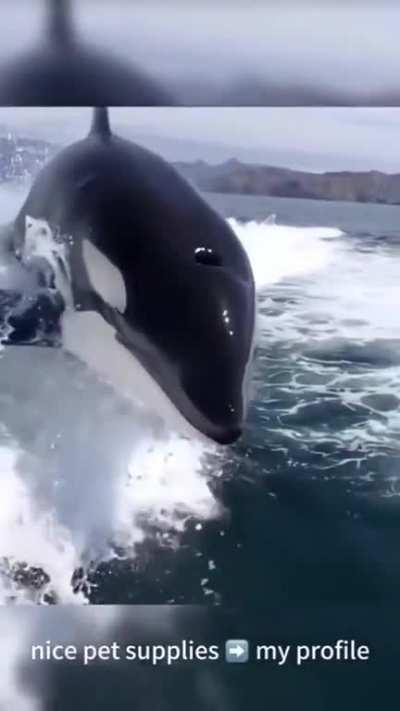 A killer whale is chasing the boat.