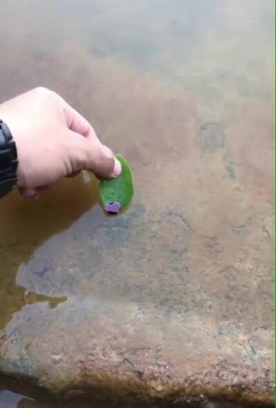 Pen ink on a leaf zooming through a puddle