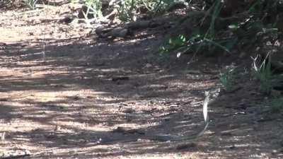 Mongoose expertly dodges strikes from a black mamba before disposing it