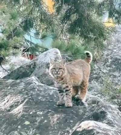 🔥 Cute Bobcat. Kinda wanted to cuddle