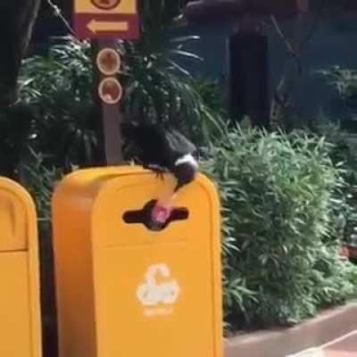 Trained crow return trash to a location in order to be rewarded with food.