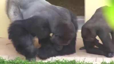 Shabani the silverback and his son, calmly observing a caterpillar