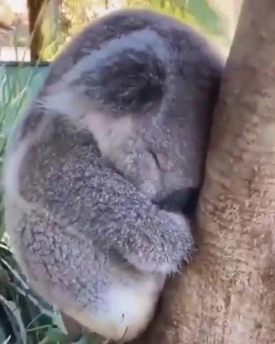 Baby koala asleep