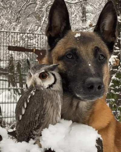 The Unlikely Friendship of a Malinois Shepherd Dog and an Owl