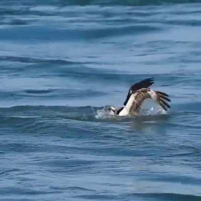 🔥 Cormorants dives into the water to catch fish