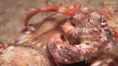 A hermit crab finds a new home and also brings along its sea anemone pal which was attached to the old shell.