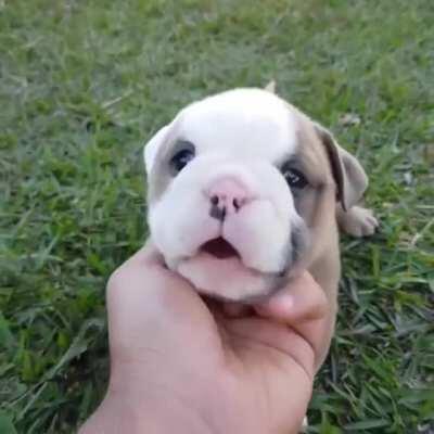 Squishy face Bulldogs