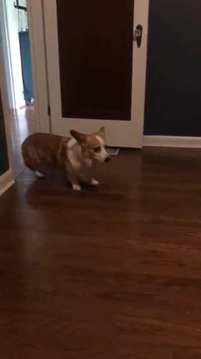 One of my corgis acting as if he just walked in on me doing something terrible.