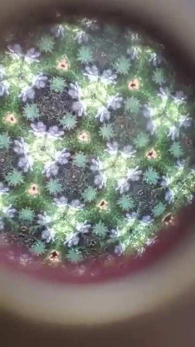 Plant Kaleidoscope