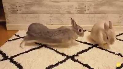 Bunny stretches to get kisses