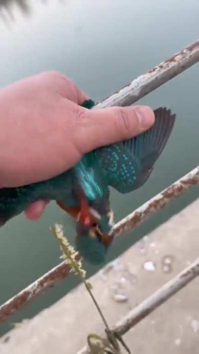 A Martin Fisherman's legs stuck to a railing due to the cold, they release it by warming up its legs.