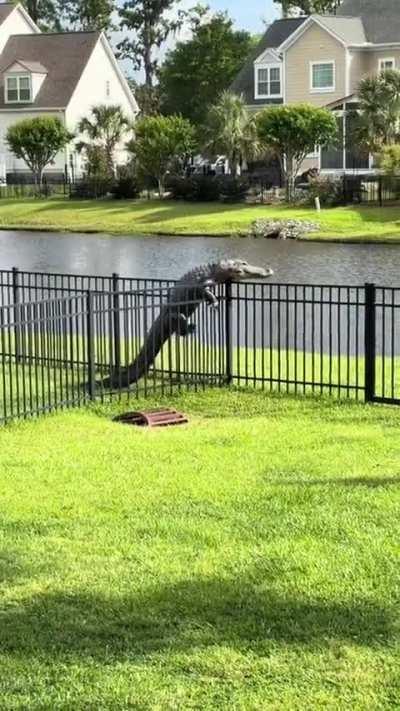 Has anybody ever seen an alligator climb a fence?