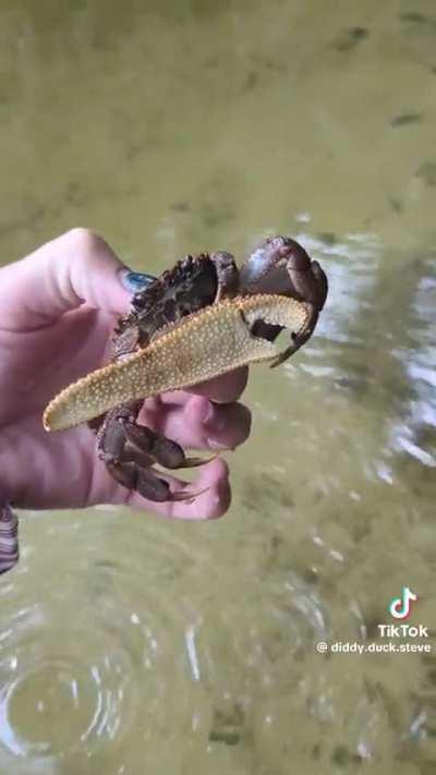 What kind of Crab is this?