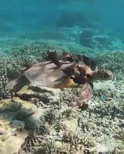 Turtle getting cleaned by group of fish