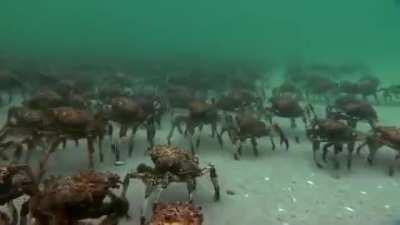 Crab march