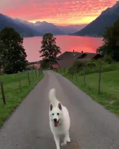 Doggo and a sunset