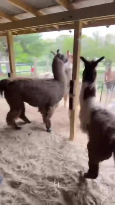 Insane llama prank