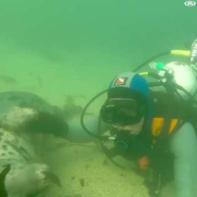 Curious sea dog checking out diver.