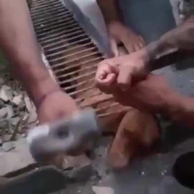 Kind humans free trapped stray dog in Brazil