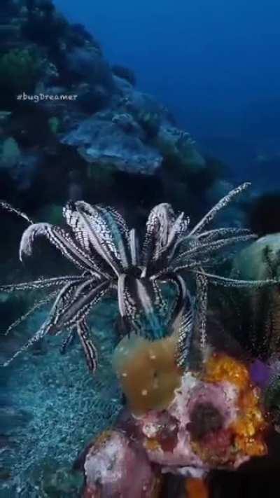 Feather Star, part of the class Crinoidea. Fossils date them back 450mya.