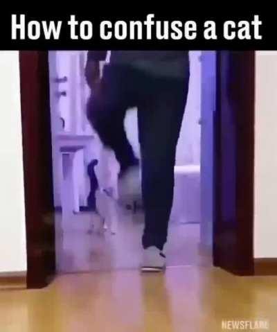 How to confuse a cat?