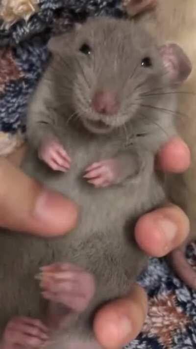 Scientists know that rats like to have their bellies tickled, so they used that as basis for testing happiness in rats. They found out that the ears of rats undergoing tickling became droopier and pinker - subtle signs of being relaxed and happy.